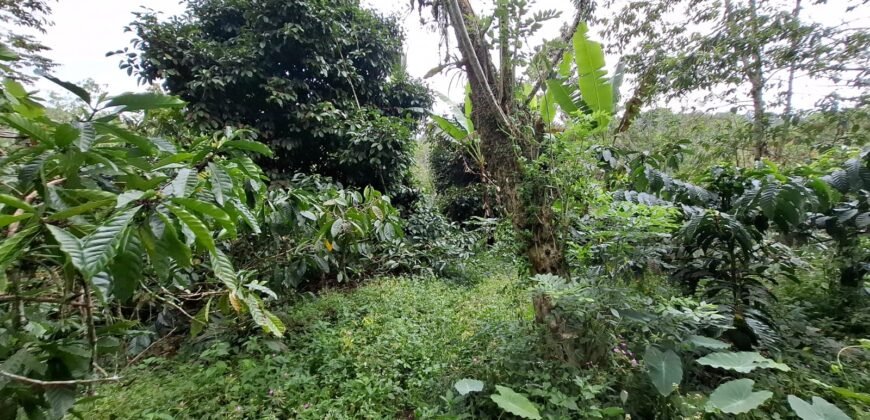 Tanah kebun kopi view gunung watukau di ketinggian 750mdpl