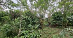 Tanah kebun kopi view gunung watukau di ketinggian 750mdpl