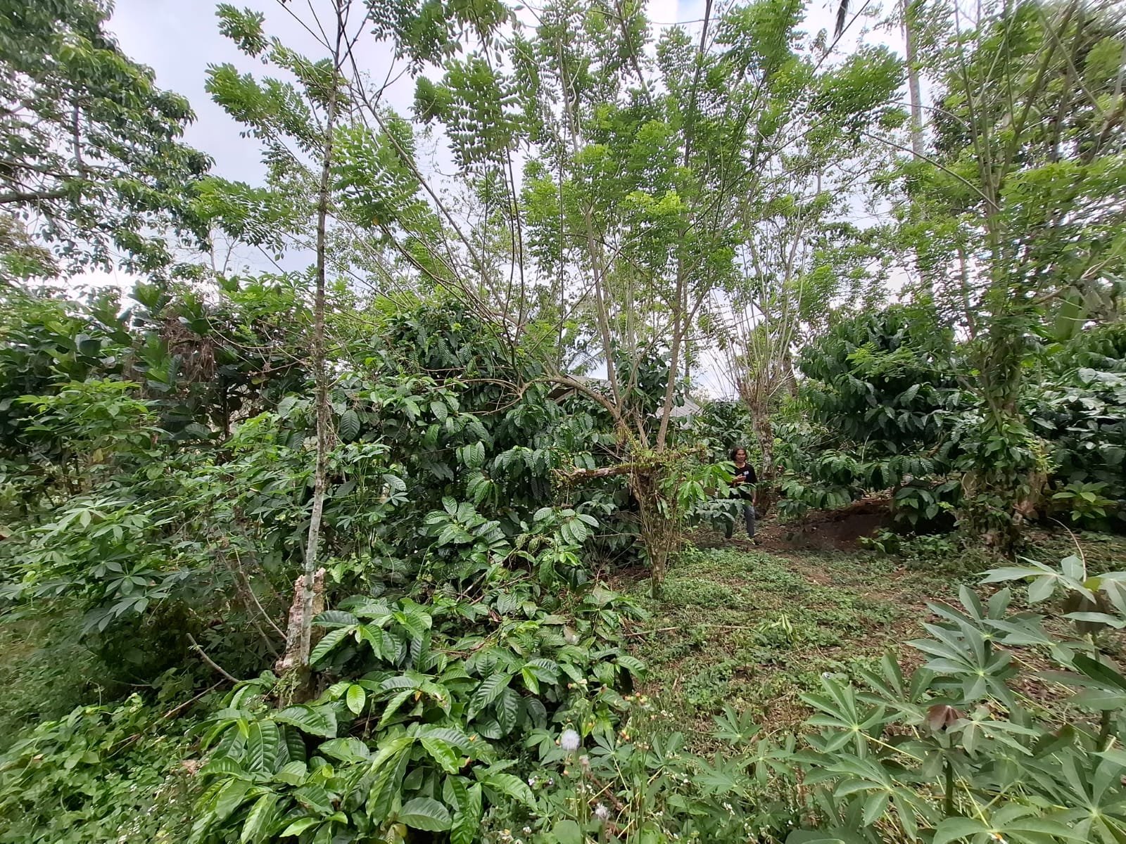 Tanah kebun kopi view gunung watukau di ketinggian 750mdpl