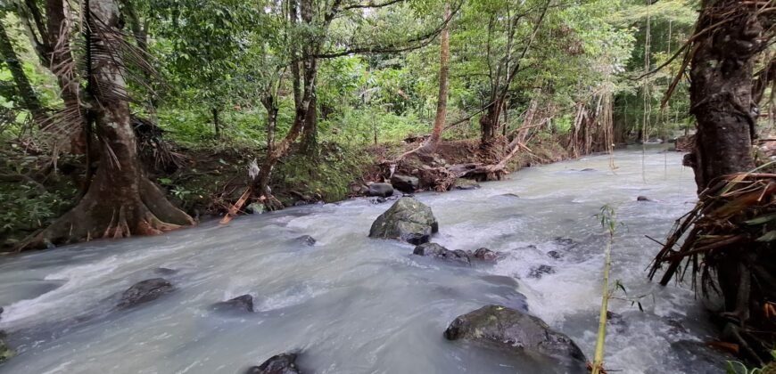 Tanah kebun los sungai dekat dengan villa dan akses treking ke air terjun singsing angin di selemadeg