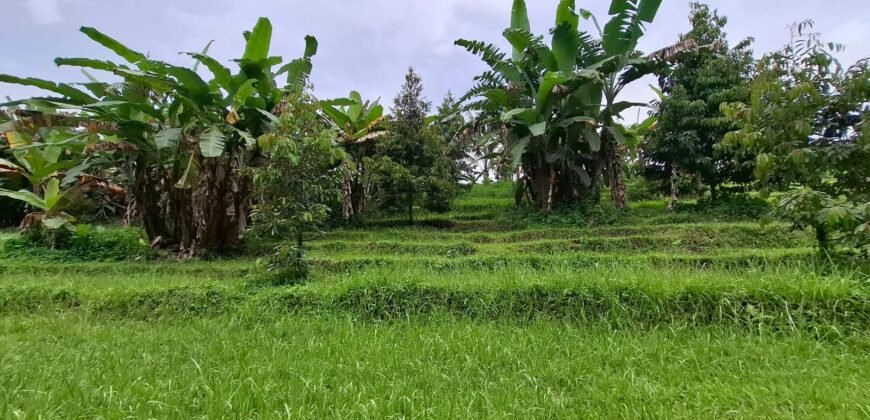 Tanah kebun los sungai dekat dengan villa dan akses treking ke air terjun singsing angin di selemadeg