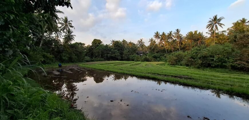 Tanah kebun view sawah terasering kontur datar