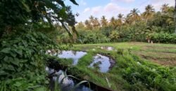 Tanah kebun view sawah terasering kontur datar