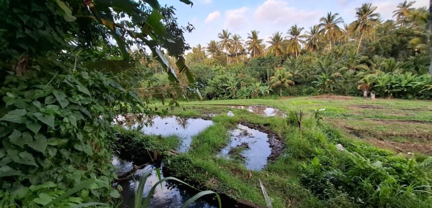 Tanah kebun view sawah terasering kontur datar