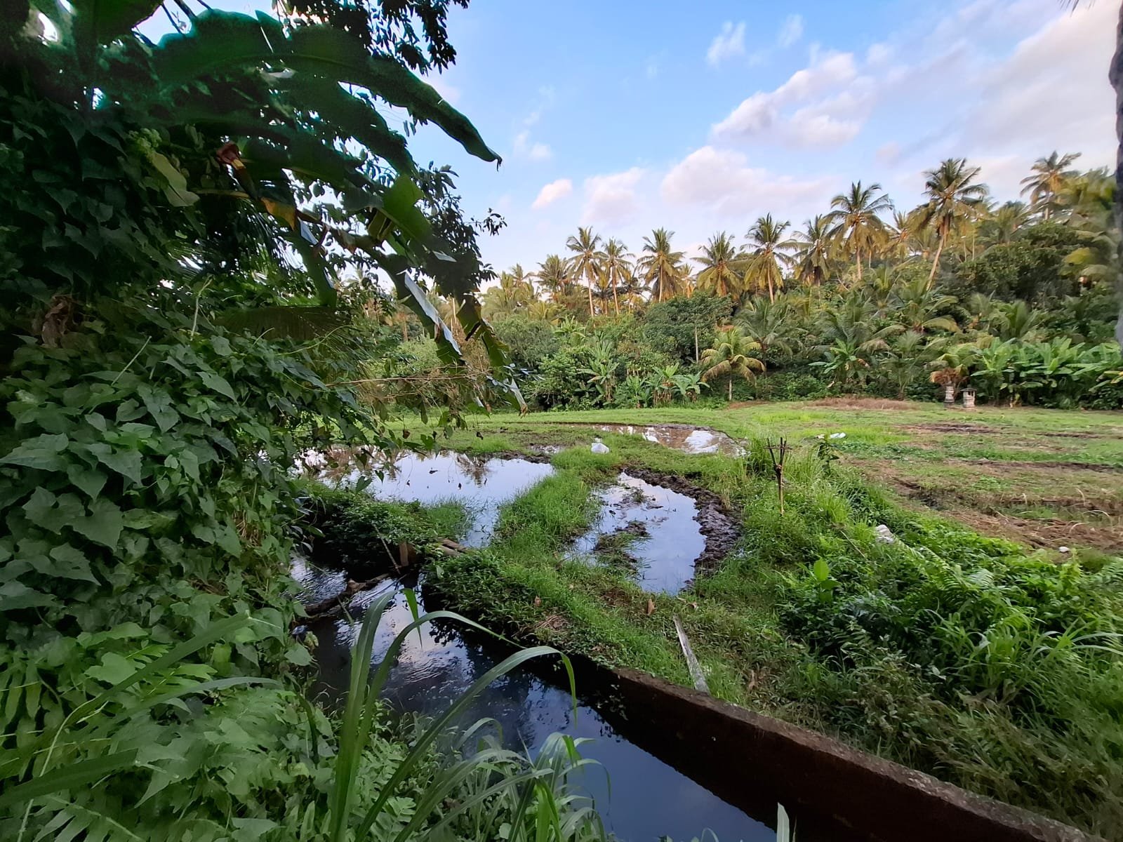 Tanah kebun view sawah terasering kontur datar