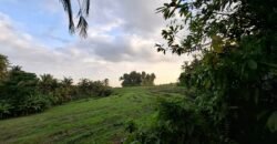Tanah kebun view sawah terasering kontur datar