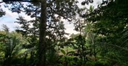 Tanah kebun view sawah terasering kontur datar