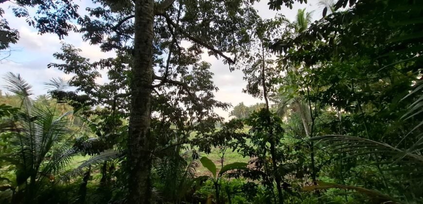 Tanah kebun view sawah terasering kontur datar