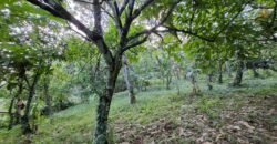 Tanah kebun view sawah terasering kontur datar