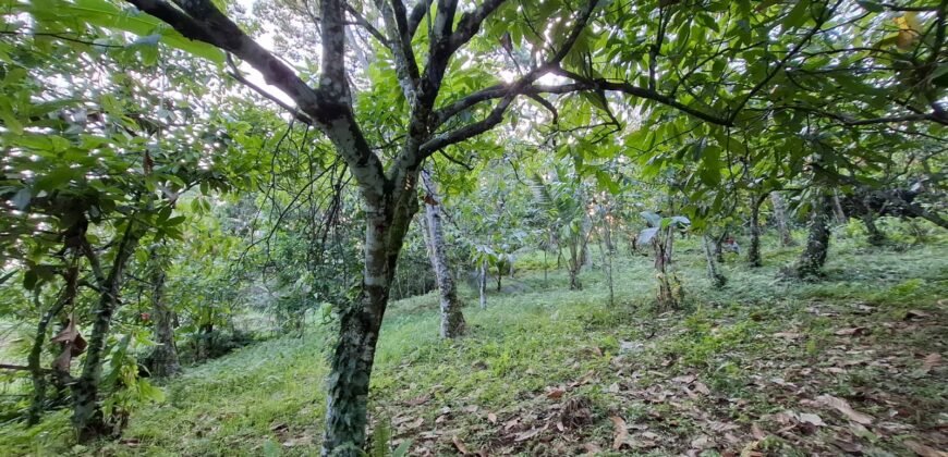Tanah kebun view sawah terasering kontur datar