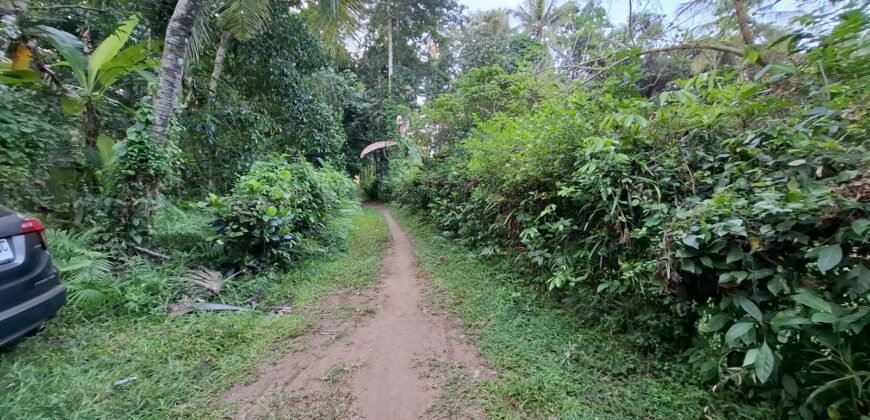 Tanah kebun view sawah terasering kontur datar