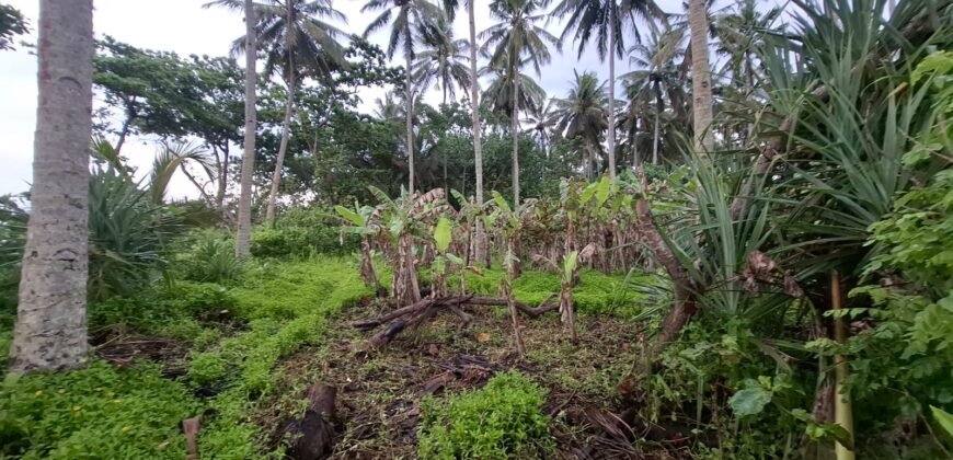 Tanah kebun los pantai tempat bermain surfing di jembrana