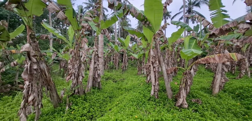 Tanah kebun los pantai tempat bermain surfing di jembrana