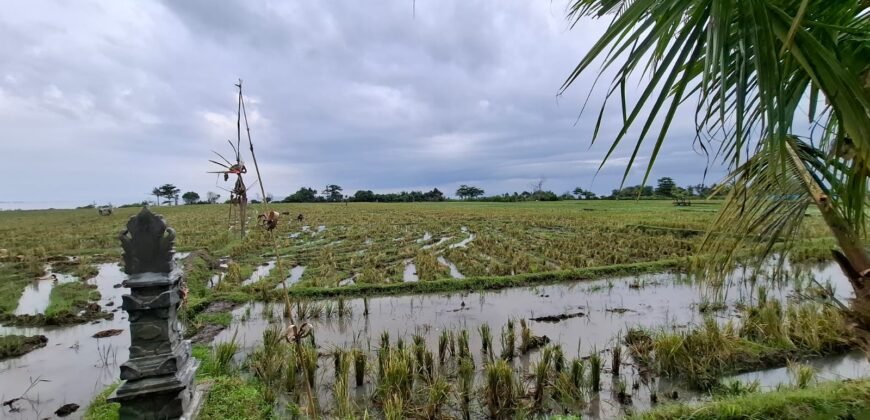 Tanah sawah view pantai medewi