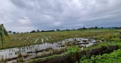 Tanah sawah view pantai medewi