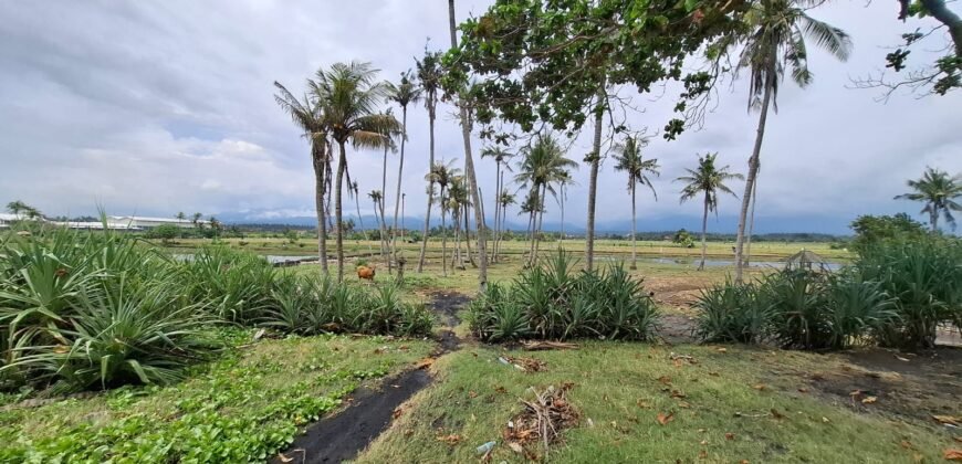 Tanah kebun los pantai dengan view sawah dan perbukitan