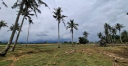 Tanah kebun los pantai dengan view sawah dan perbukitan