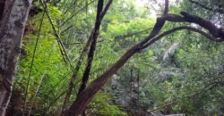 Tanah kebun los sungai dekat dengan pantai