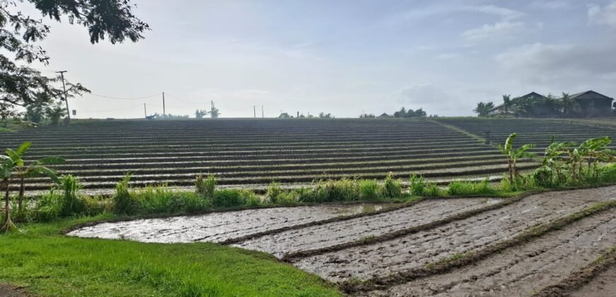 Tanah dengan view sawah dan sunset