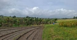 Tanah dengan view sawah dan sunset