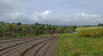 Tanah dengan view sawah dan sunset