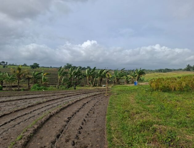 Tanah dengan view sawah dan sunset