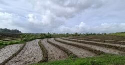 Tanah dengan view sawah dan sunset